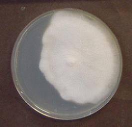 Porodaedalea pini1(CRP-6501)